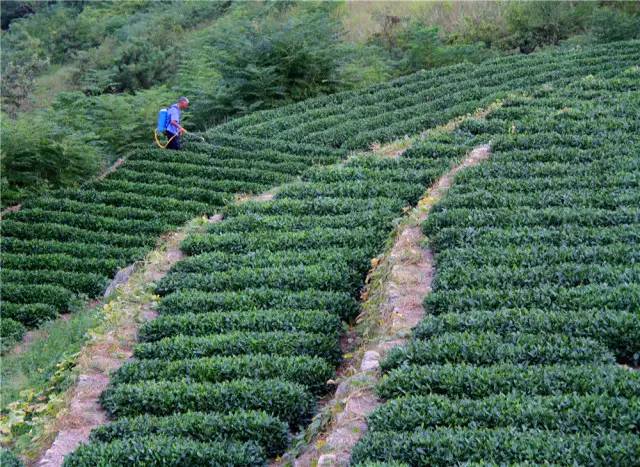 “竹风茶韵小江南”黄岛的这里越来越美了！