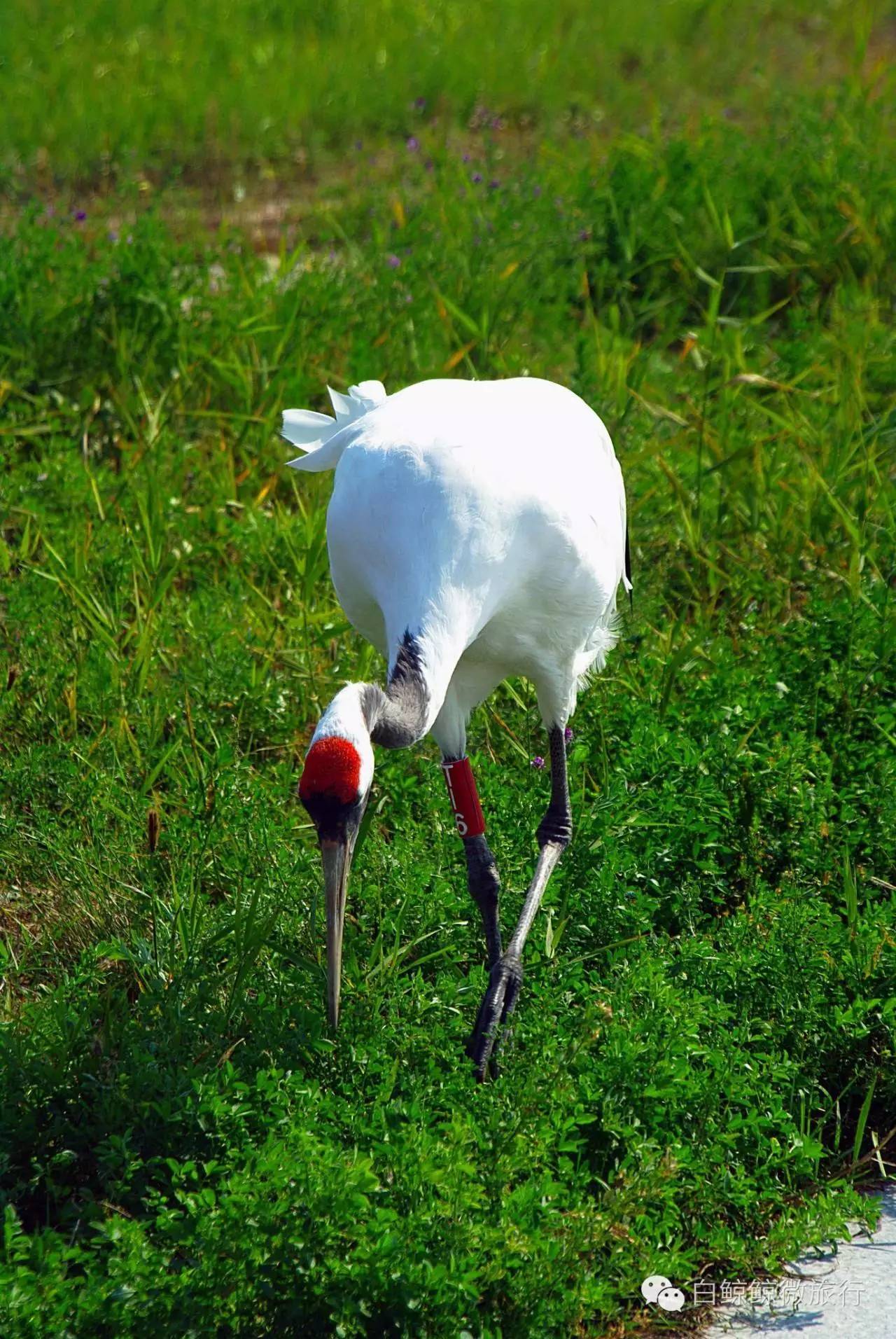 我们诞生在中国:齐齐哈尔扎龙湿地丹顶鹤之美