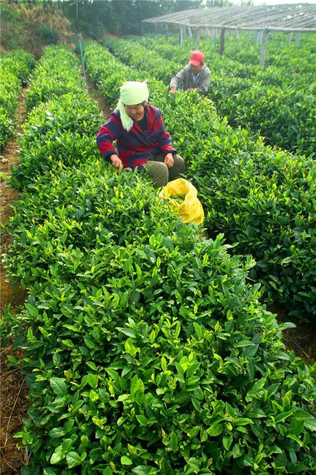 “竹风茶韵小江南”黄岛的这里越来越美了！