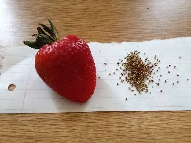 第一颗草莓