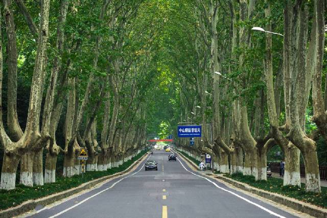 世界上最美的10条路,竟然都在南京撞脸了!你去