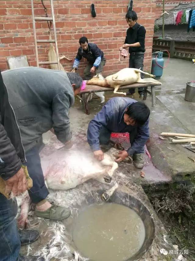 云阳开始杀过年猪,灌香肠喽!快过年了哟!