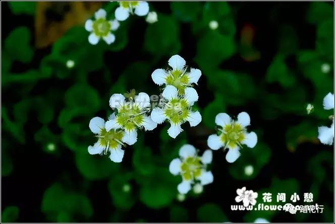 24,鸡肫梅花草parnassia wightiana 虎耳草科梅花草属