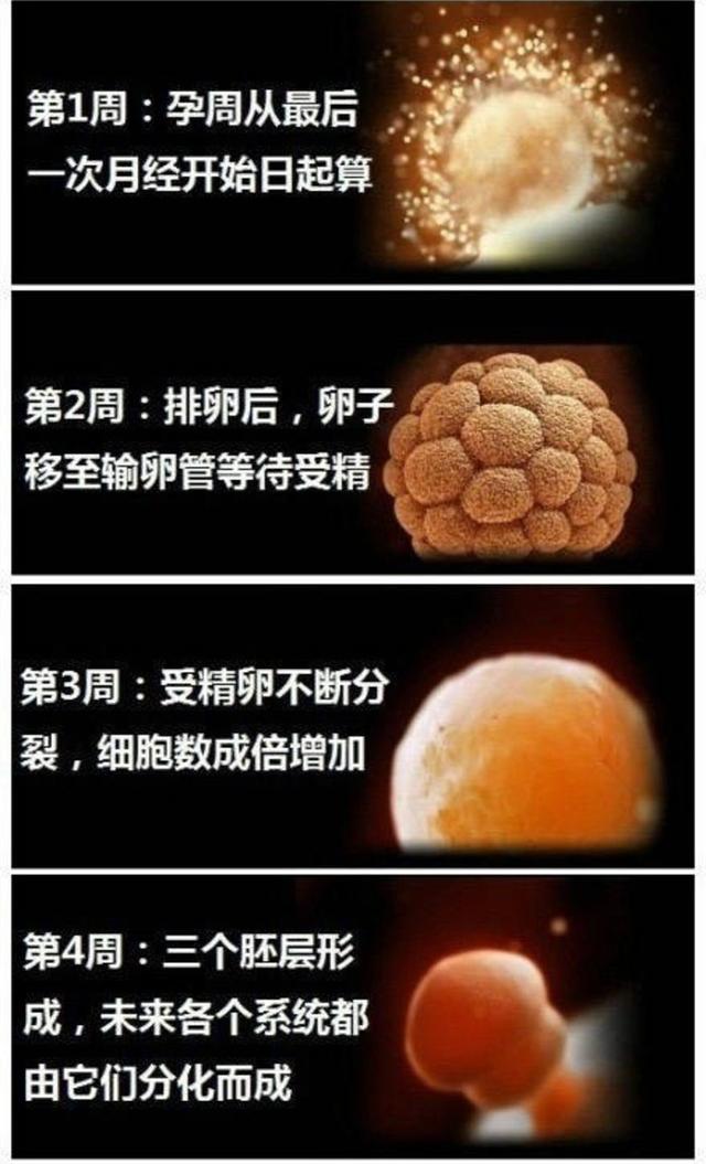 收藏丨怀孕1-40周胎儿发育最全图解