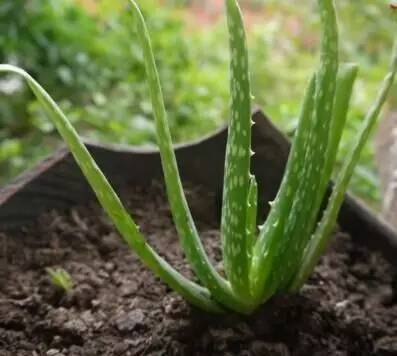 这种植物居然还有治病的功能?