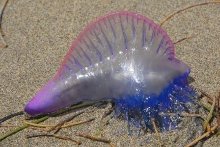 女童海边发现彩色泡泡,伸手触摸发现竟是剧毒水母