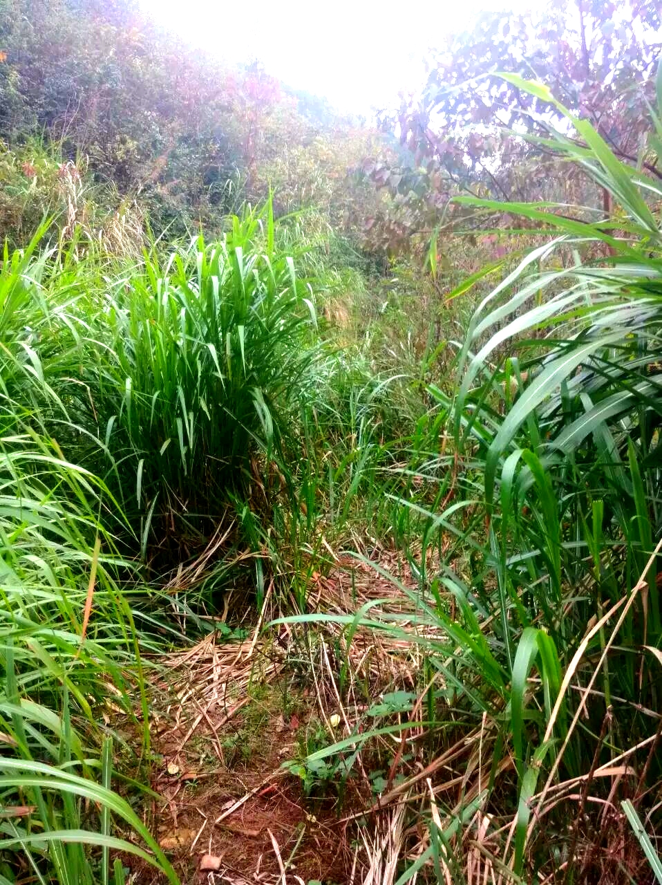 攸县冬茅丛里摘"野橘",不想又遇上了"枸杞"