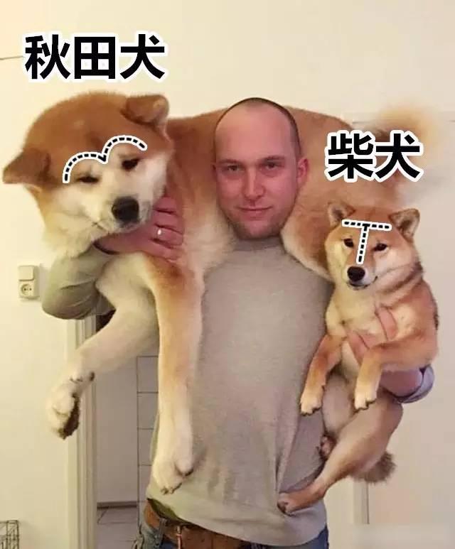 日本可爱的秋田犬被普京养成了"战斗种族!