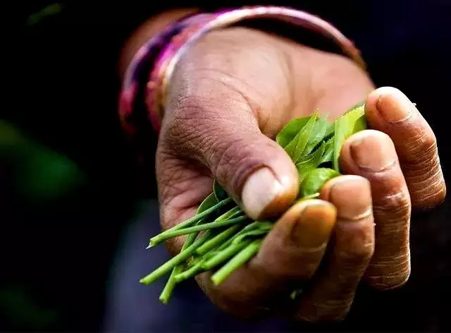 不如存茶——光芒普洱茶AG真人游戏平台存钱(图1)