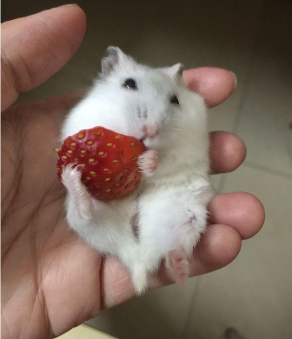 主人给仓鼠半颗草莓享用,仓鼠的反应让人