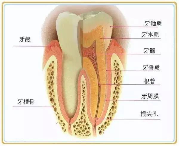 露牙根牙疼怎么办