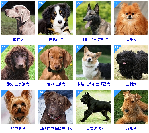 178种狗狗品种大全,原来按体型,智商都是这么分