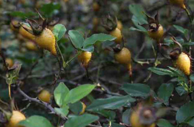 秋冬黄金时节,农村山区火热采挖的野生草药