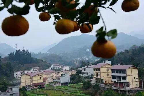 桐梓山沟沟的柑橘正在销往北京深圳苏州