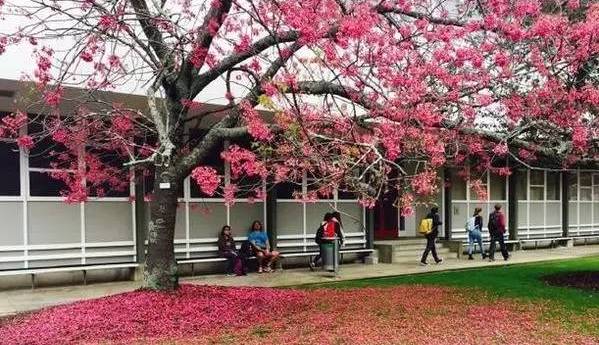 2017年中国教育部认可的新西兰大学名单最新