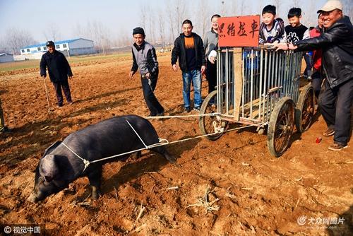 黑猪拉车