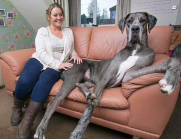 世界上最大的狗狗一年仅吃饭就花费50万
