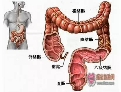 大肠的结构与功能