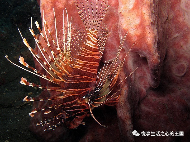 狮子鱼snailfish