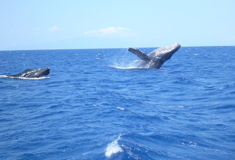正是观鲸好时节,夏威夷茂宜岛观鲸全指南