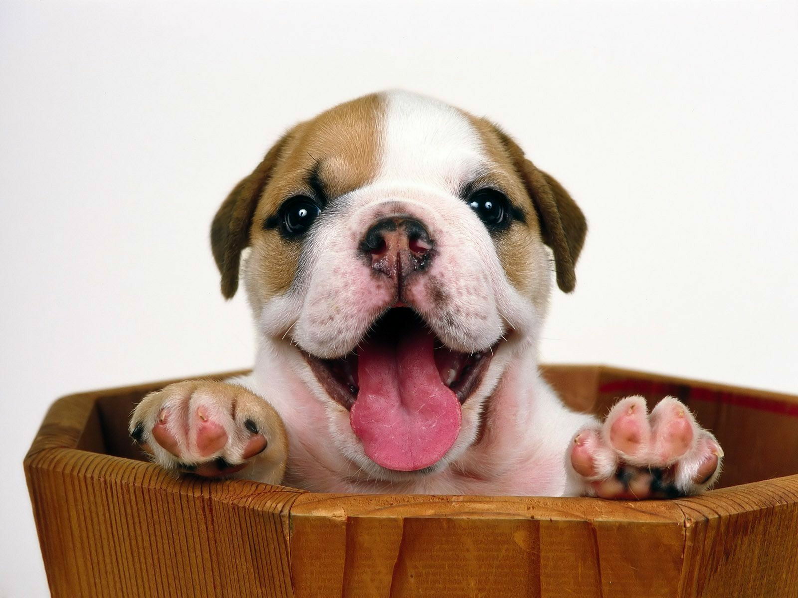 5 choses étonnantes à savoir sur la langue de votre chien