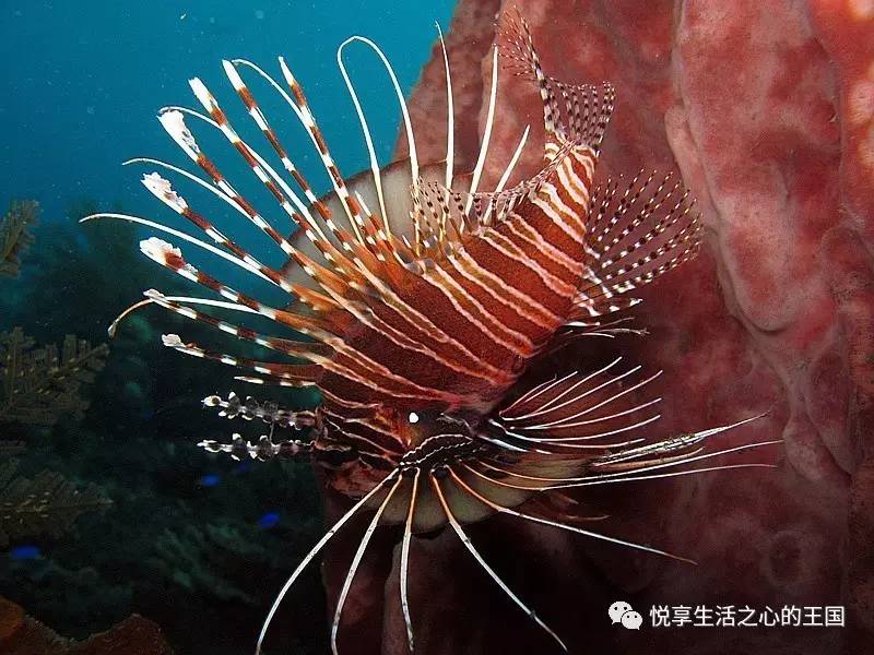 狮子鱼snailfish