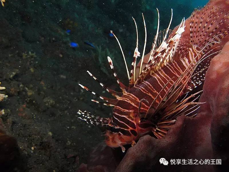 狮子鱼snailfish