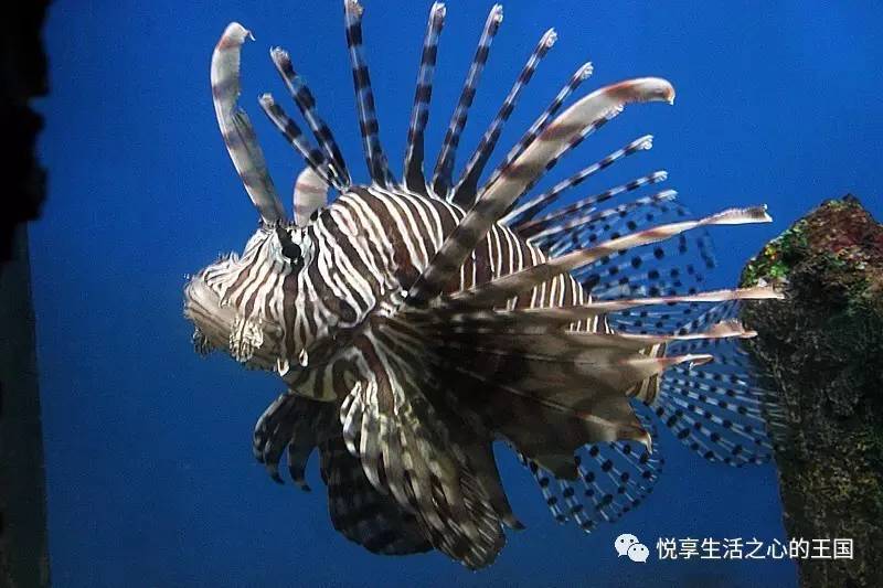 狮子鱼snailfish