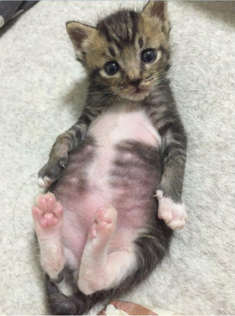 粉红色的脚掌和可爱的小肚肚,和这样的小猫我可以玩一整天.