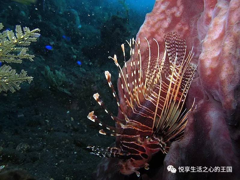 狮子鱼snailfish