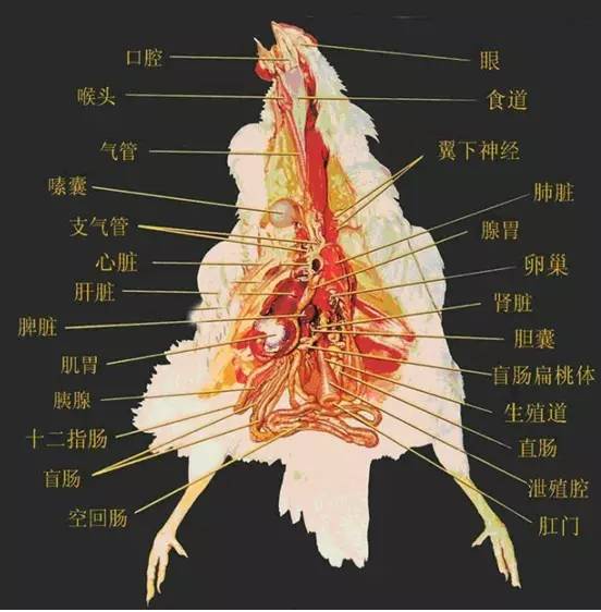 观察肝脏,脾脏,腺肌胃-判断疾病