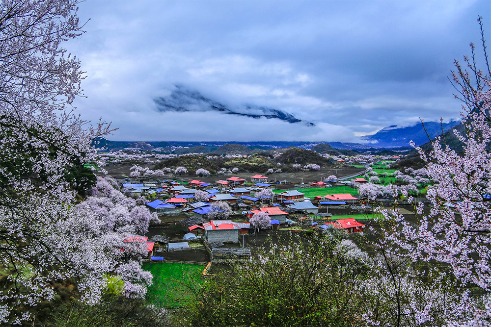 林芝总人口_林芝桃花(3)