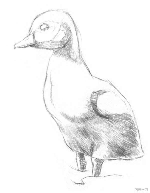 如何学素描——素描小鸭子的绘画教程