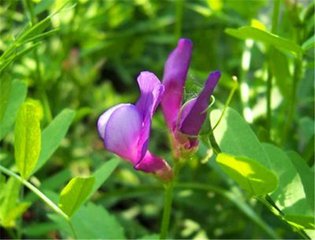 植物小清新:一年花事—红花豌豆