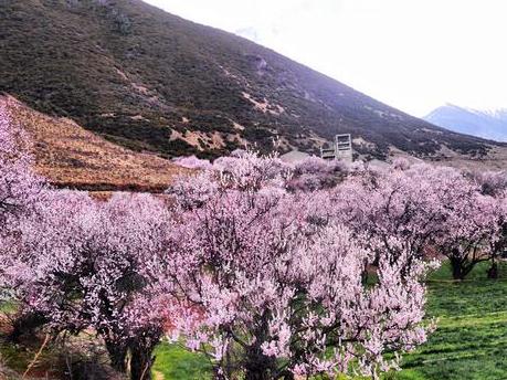 川藏线林芝桃花节旅游攻略-巴蜀川藏行