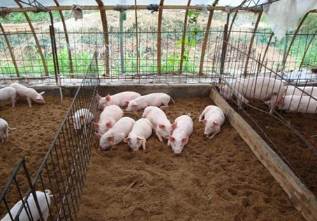 猪场如何选择优质猪饲料