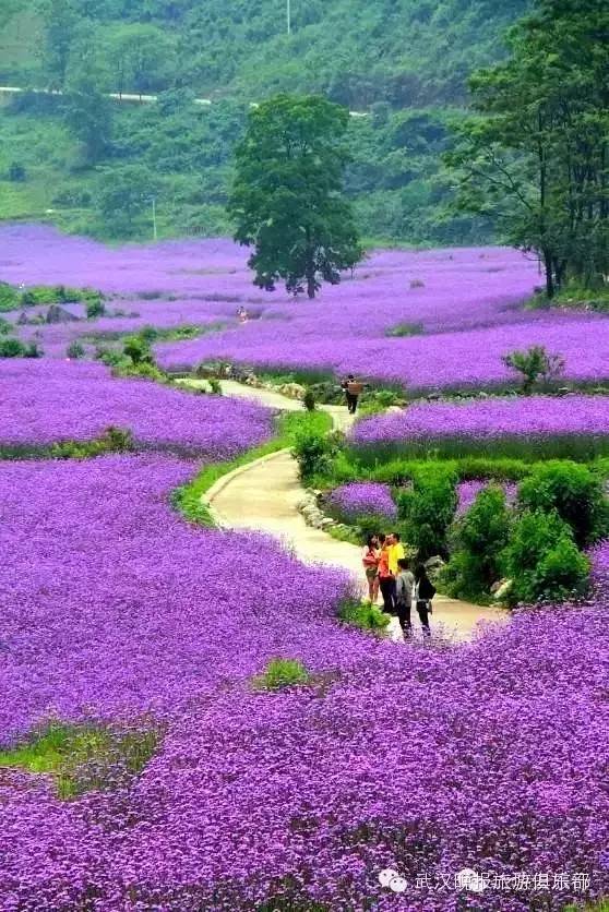 青海门源·油菜花最佳时间:7月中旬