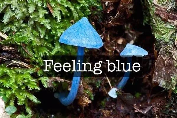 mushroom: 蓝瘦香菇 feeling bad, wanna cry:难受想哭 你知道吗,英语