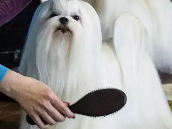 萌知识 | 怎样让狗狗有一身漂亮的毛发?