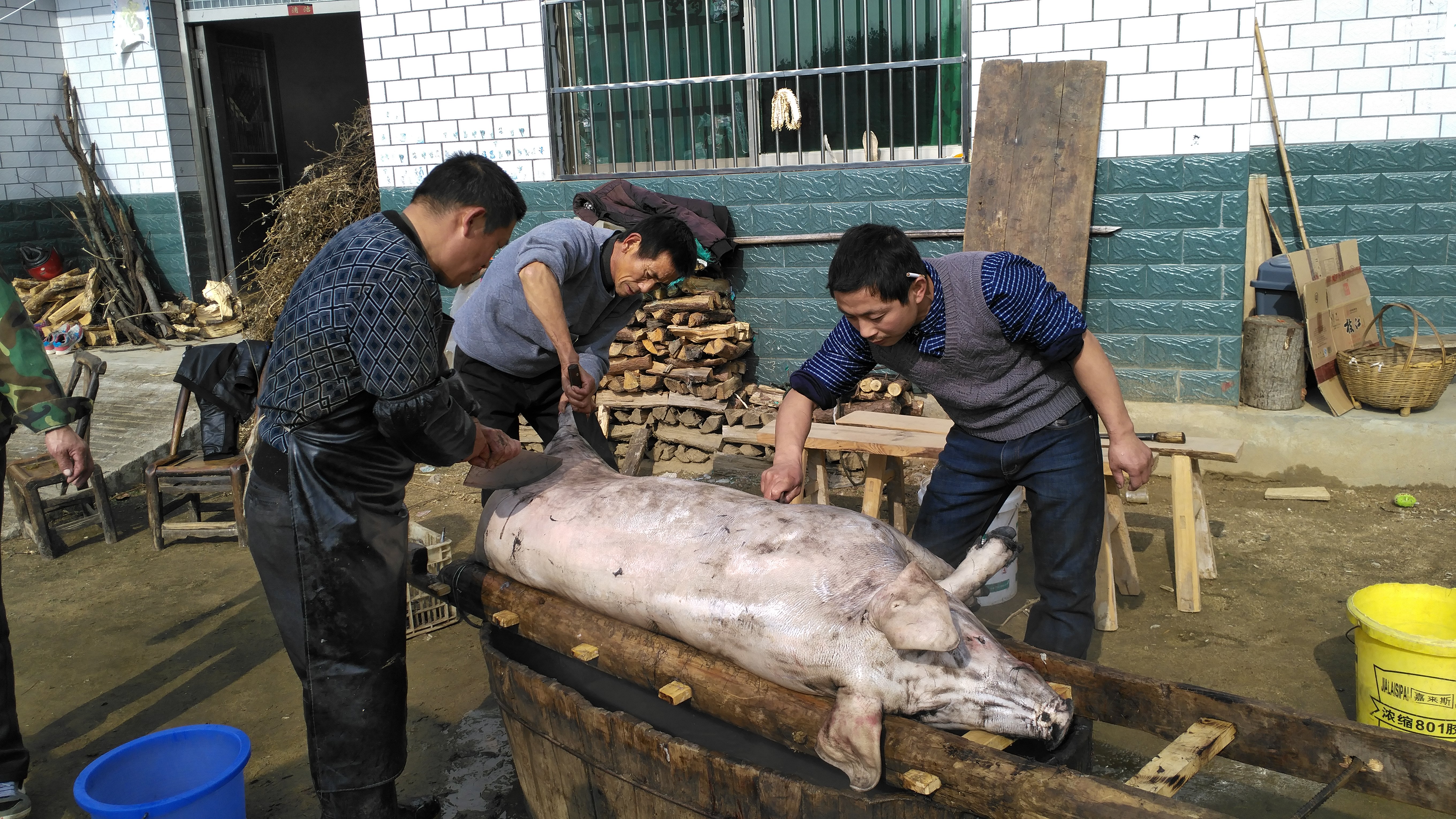 寻猪记---青藤电商大别山地区寻找黑土猪肉纪实