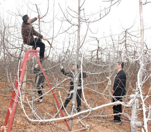 大雪过后要注意哪些"果园管理事项?