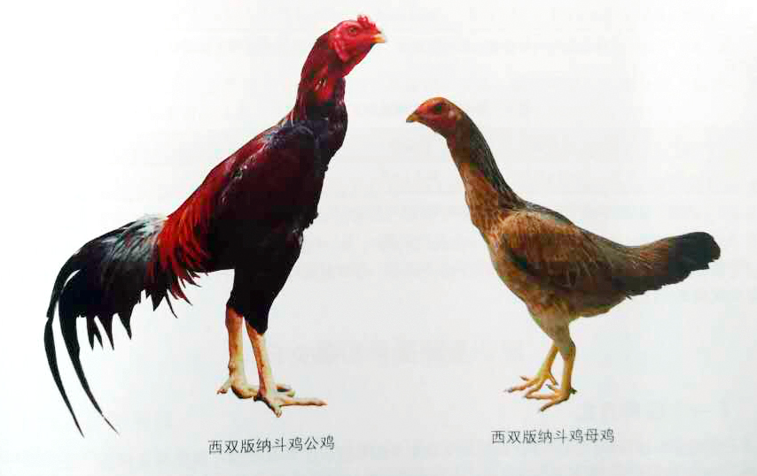 土鸡中的战士-斗鸡,全国仅几万只,要灭绝了吗?