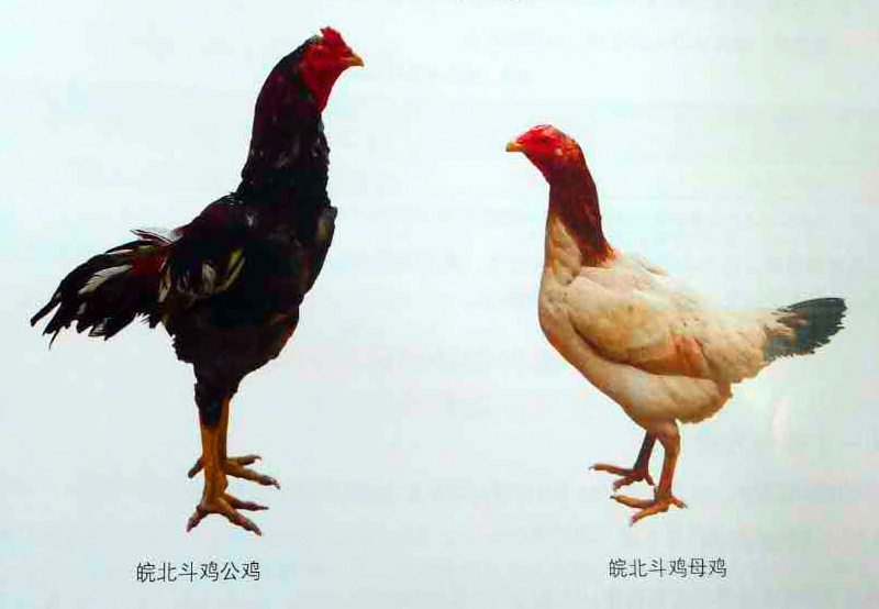 土鸡中的战士-斗鸡,全国仅几万只,要灭绝了吗?