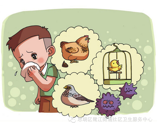 禽流感时期不能吃鸡? 并不!真正的禽流感预防