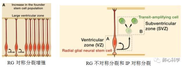 中间祖细胞(intermediate progenitor cells,ip)