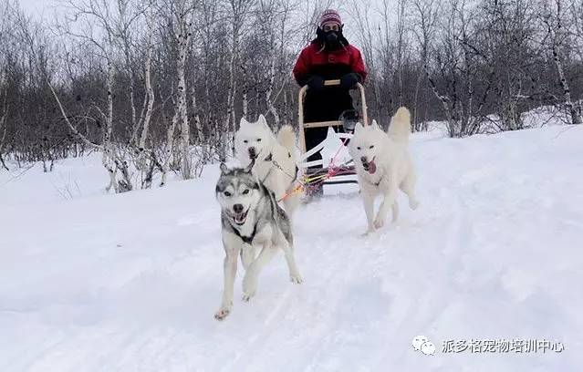 坐着哈士奇或者驯鹿拉的雪橇,在极光中飞驰.