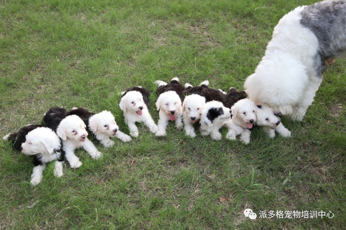 【宠物美容】古代牧羊犬的美容护理