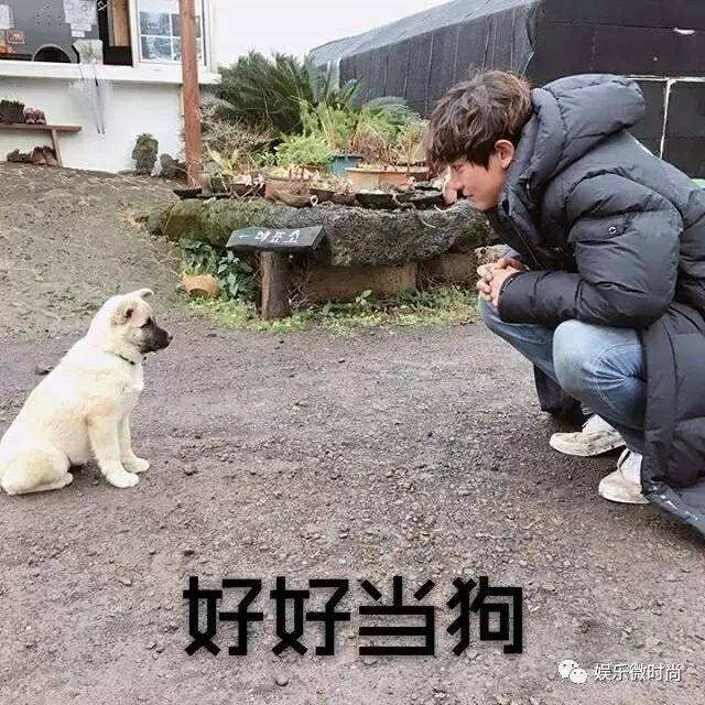 可爱萌物的相遇:exo大puppy vs 小puppy