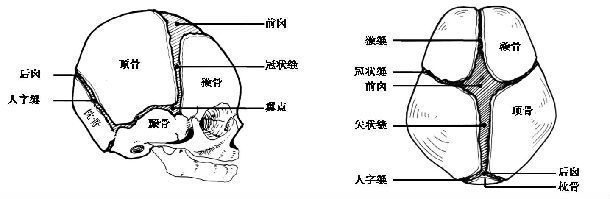 宝宝健康发育指标,这个部位要多关注