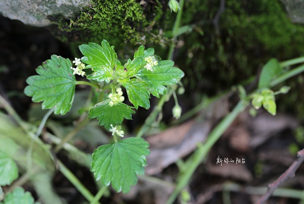 【001】小巢菜 4月22日,南京中山植物园(北园【007】金爪